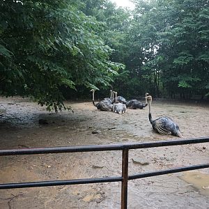 Ostrich enclosure