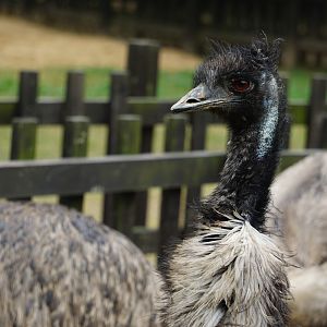Emu (Dromaius novaehollandiae)