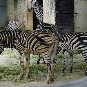 Plains zebra (Equus quagga)