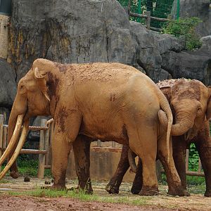 Asian elephant (Elephas maximus)