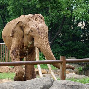 Asian elephant (Elephas maximus)