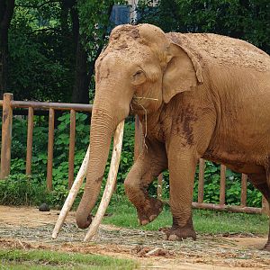 Asian elephant (Elephas maximus)