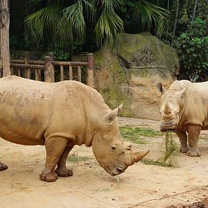White rhinoceros (Ceratotherium simum)