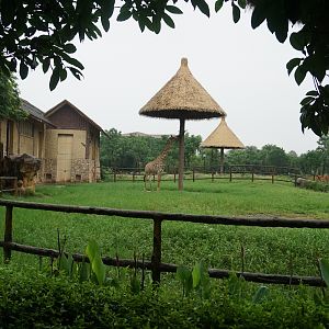 Giraffe enclosure