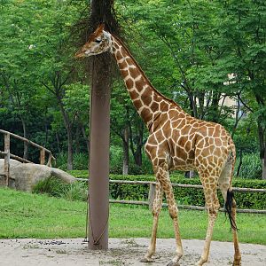 Southern giraffe (Giraffa giraffa)