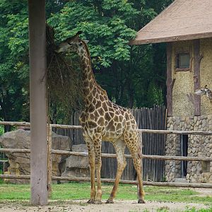 southern giraffe (Giraffa giraffa)