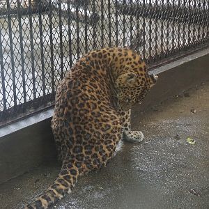 Leopard (Panthera pardus)