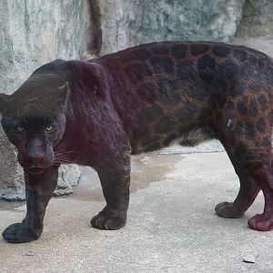 Jaguar (Panthera onca)