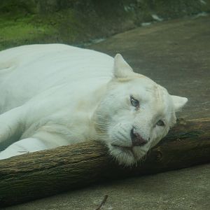 White tiger (Panthera tigris tigris)