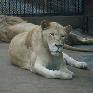 Lion (Panthera leo)