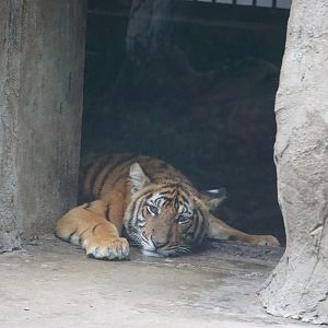 South china tiger (Panthera tigris amoyensis)
