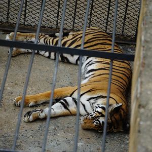 South china tiger (Panthera tigris amoyensis)