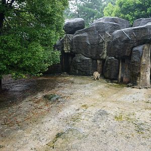 Wolf enclosure