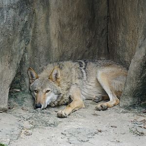 Gray wolf (Canis lupus)