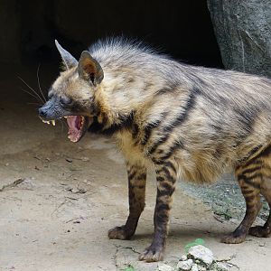 Striped hyena (Hyaena hyaena)