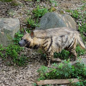Striped hyena (Hyaena hyaena)
