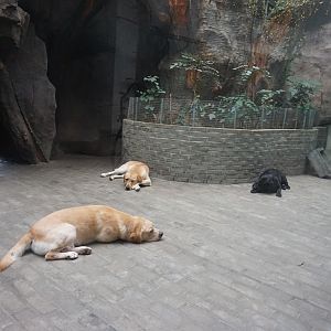 Domestic dog enclosure