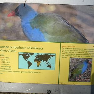 Allen's gallinule signage