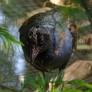Allen's gallinule, may 2018