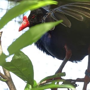 Allen's gallinule, may 2018