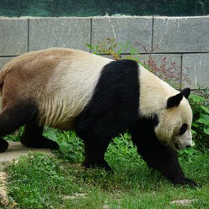 Giant panda (Ailuropoda melanoleuca)