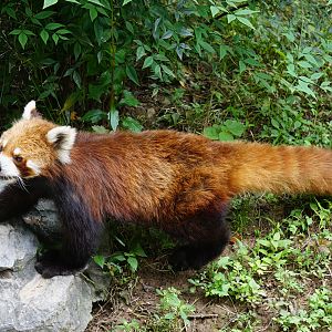 Red panda (Ailurus fulgens)