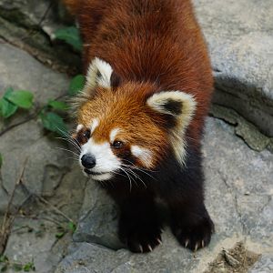 Red panda (Ailurus fulgens)
