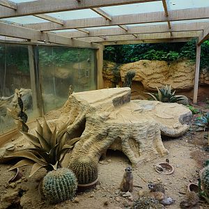 Meerkat enclosure