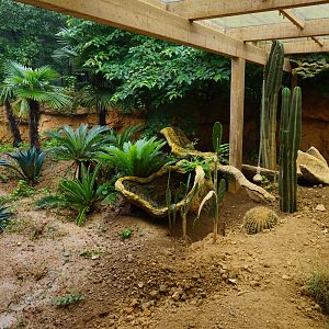 Meerkat enclosure