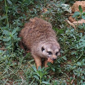 Meerkat (Suricata suricatta)