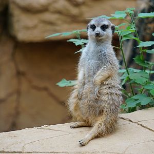 Meerkat (Suricata suricatta)