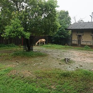 Wild ass enclosure