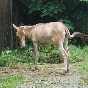 Mongolian wild ass (Equus hemionus hemionus)