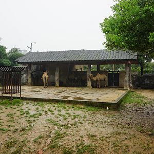 Bactrian camel enclosure