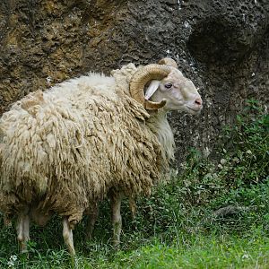 Small fat tail sheep (Ovis aries)