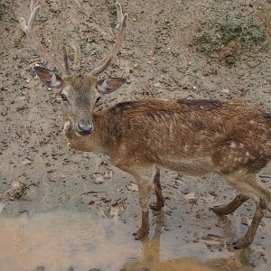 Fallow deer (Dama dama)