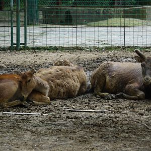 Père David's deer (Elaphurus davidianus)