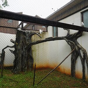 Cockatoo enclosure