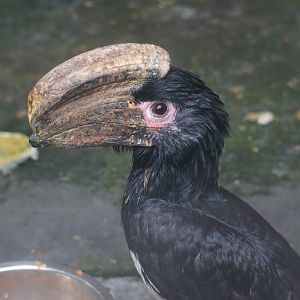 Trumpeter hornbill (Bycanistes bucinator)