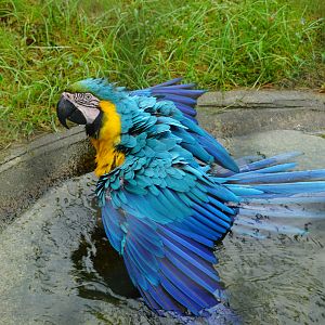 Blue-and-yellow macaw (Ara ararauna)