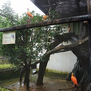 Scarlet ibis enclosure