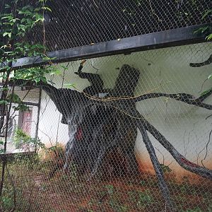 Toco toucan enclosure