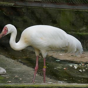 Siberian crane (Leucogeranus leucogeranus)