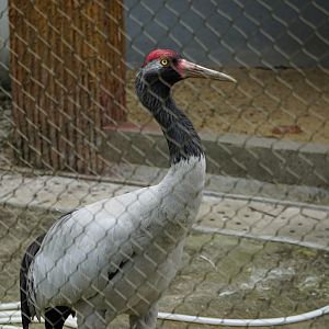 Black-necked crane (Grus nigricollis)