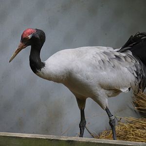 Black-necked crane (Grus nigricollis)