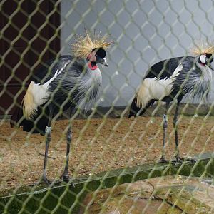 Grey crowned crane (Balearica regulorum)