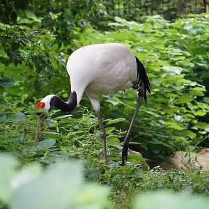 Red-crowned crane (Grus japonensis)