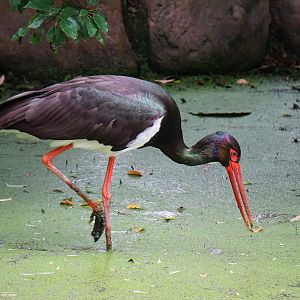 Black stork (Ciconia nigra)