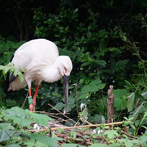 Oriental stork (Ciconia boyciana)
