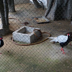 Silver pheasant (Lophura nycthemera)